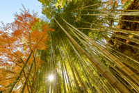 Private Kamakura Walking Tour – Zen Temples & Nature in North Kamakura - Thumbnail 4