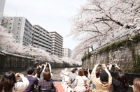 Pesiar Sakura Tokyo: Nikmati Bunga Sakura di Sungai Meguro - Thumbnail 2