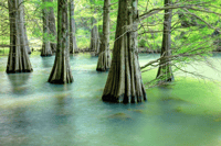 [Fukuoka / Sasaguri] A Private, Instagram-Worthy Tour of Celestial Views and Forest Cafes - Thumbnail 4
