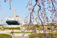 Sesión de fotos privada de 1 hora en Yokohama - Thumbnail 3