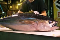 Mercado Toyosu y Tsukiji: Subasta Atún y Comida - Thumbnail 3