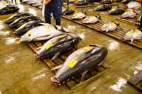 Mercado Toyosu y Tsukiji: Subasta Atún y Comida - Thumbnail 1