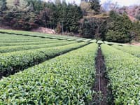 Experiencia Privada de Recolección de Té en Shizuoka - Thumbnail 2