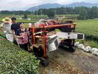 Experiencia Privada de Recolección de Té en Shizuoka - Thumbnail 4