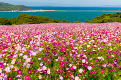 Cat Island/Flower Island in Fukuoka Tour