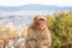 京都嵐山步行之旅
