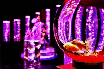 Art Aquarium Museum GINZA ticket