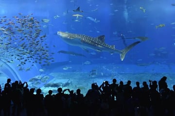 Okinawa Churaumi Aquarium Ticket