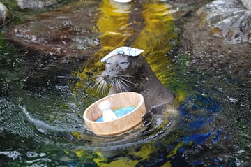 Hakone-en Aquarium Admission Ticket
