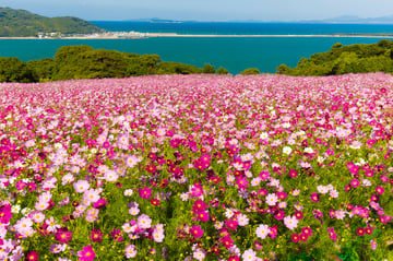 Cat Island/Flower Island in Fukuoka Tour