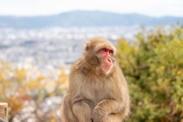 Kyoto Arashiyama Walking Tour