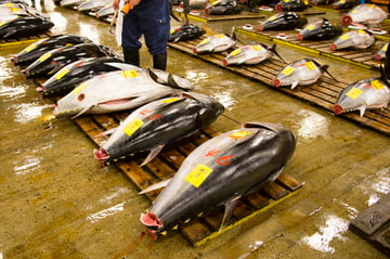 Toyosu&Tsukiji Market:Tuna Auction&Food