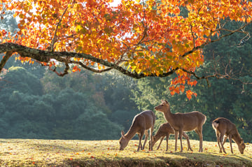 Nara Todaiji Temple Guided Walking Tour