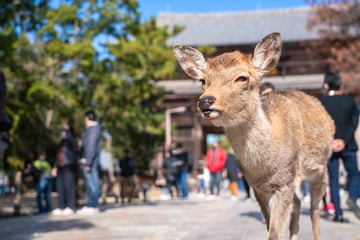 Must-Visit Nara Park 3 Hour Guided Tour