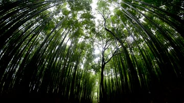 Kyoto Ghost Tour: Bamboo Forest Nights