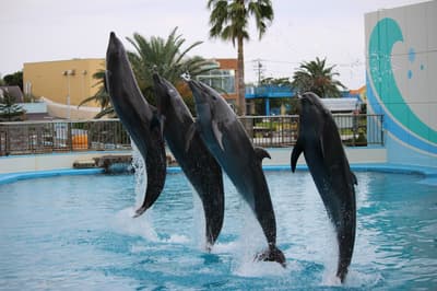 Minami Chita Beach Land มอบประสบการณ์จับมือโลมาส่งท้ายปีเก่าให้ผู้เข้าชมทุกคน