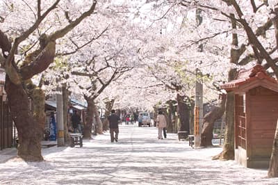 Kyukamura Hiruzen Kogen Launches Cherry Blossom Sightseeing Service for Hotel Guests Starting April 1