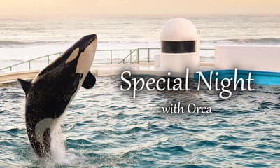 Kamogawa Sea World Presentará una Actuación Especial de Orcas Después del Cierre: «Noche Especial con Orcas»