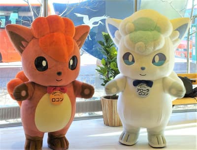 구구리와 알로라 구구리가 구시로 공항에 온다!