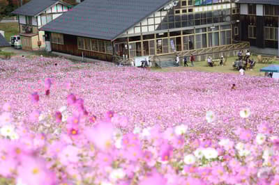 Tonami Yume no Taira Cosmos Watching Event Opens with 1 Million Cosmos Flowers