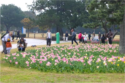 Tulips in Full Bloom at Uminonakamichi Seaside National Park