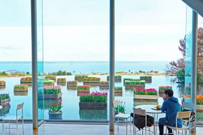 国营日立海滨公园的冰郁金香盛开 - 冬季花卉展 1 月 6 日开幕