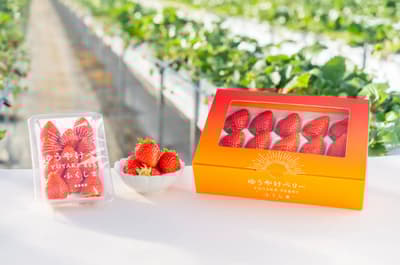 福岛县将于1月24日（周六）起在县内多地举办新款草莓“YUYAKE BERRY”品尝和销售活动
