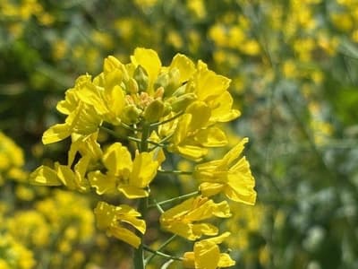 Flores de canola en plena floración en Shichikokuyama, Machida: una tradición primaveral