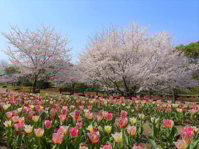 Yamato Hana Goyomi 2026 "Haruiro Marché in Uma-no-mi Tulip" to Be Held at Umami Hills Park