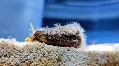 Special Exhibition "Shells: The Connection Between AQUARIUM × ART átoa and Us" Opens in Kobe