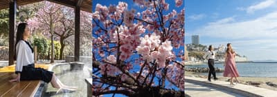 La campaña de viajes de principios de primavera de Atami presenta flores, aguas termales y delicias gourmet