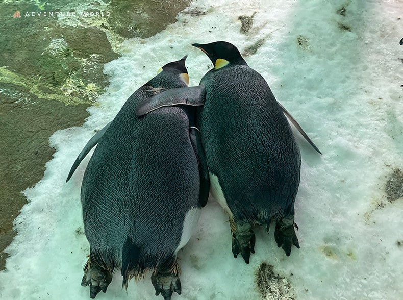 員工相機膠卷外洩！？SHIRAHAMA KEY TERRACE HOTEL SEAMORE 展出動物表情