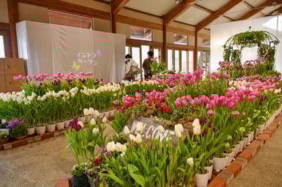 Kebun Dalam Ruangan di Taman Nasional Pemerintah Tepi Danau Michinoku Menampilkan Tulip Es Berwarna-warni Musim Dingin Ini