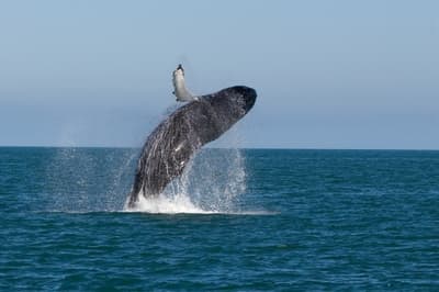 Okinawa Harbor View Hotel Launches Winter Activities Including Whale Watching Starting January 23