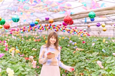 Experience a New Type of Strawberry Picking at Kanto's Largest Rose Theme Park - Strawberry Hunt in the Land of Oz with Rainbow Theme