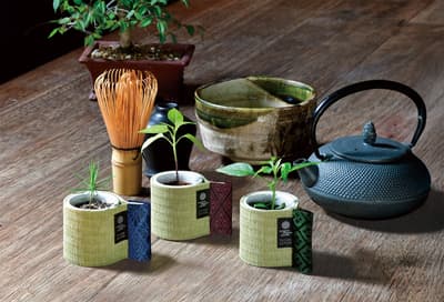 Tatami-Themed Cultivation Kit Joins Popular Palm-Sized "Omedetai Ochoko" Series