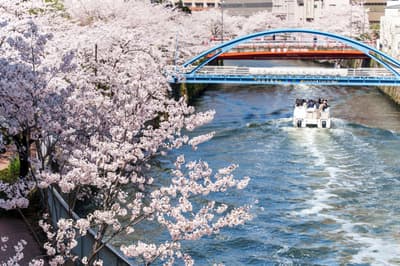 目黑川賞櫻遊船 2026 年航季增開班次