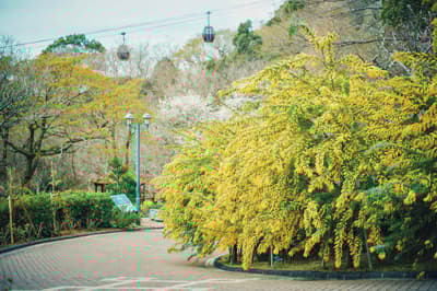 神户布引香草园的含羞草季比往常来得更早