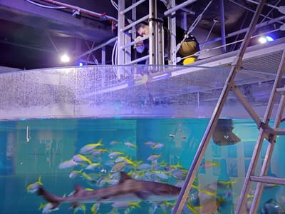 고베 AQUARIUM×ART átoa에서 아쿠아리움 사육사의 하루를 경험해보세요