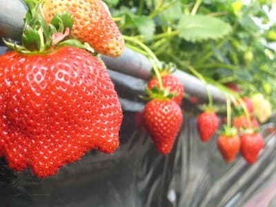 Kyukamura Sanuki Goshikidai Launches Strawberry Fair Featuring Local Kagawa Strawberries at Dinner Buffet Starting January 15th