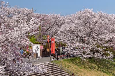 오카게 요코초 이스즈가와 벚꽃 축제 2026 — 프리미엄 꽃구경 좌석, 음악 콘서트, 야간 조명 (3월 28일 – 4월 5일)