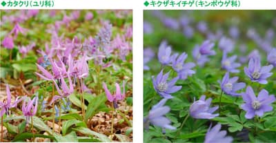 Rokko Alpine Botanical Garden's Spring Wildflowers — Dogtooth Violet (Katakuri) and Anemone pseudoaltaica (Kikuzaki Ichige) Are in Full Bloom!
