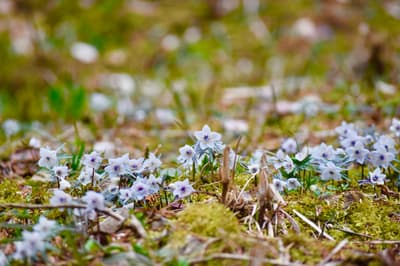 La última primavera llega a las montañas de Chugoku: la temporada de flores silvestres comienza con Mansaku, Setsubunso, Fukujuso y Katakuri