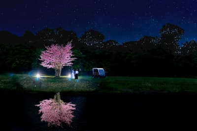 Tur Malam Bunga Sakura dengan Kereta Golf di Hakodate Onuma Prince Hotel