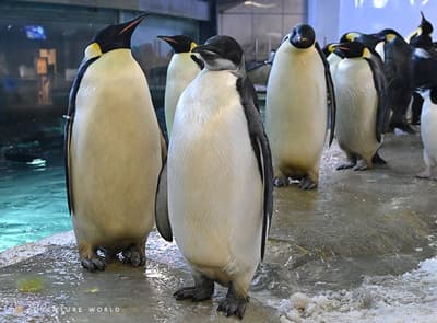 帝企鹅幼崽"44号"在Adventure World迈出独立生活的第一步