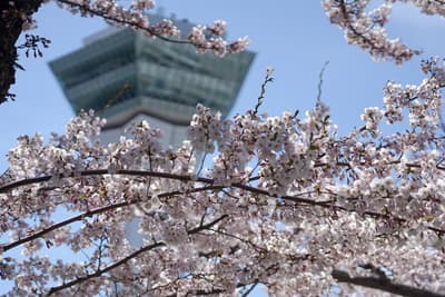 แผนเที่ยวฤดูใบไม้ผลิ Bourou NOGUCHI Hakodate – ดื่มด่ำอาหารและผ่อนคลายในฤดูชมซากุระ