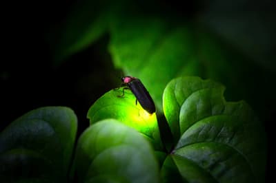 The "Firefly Viewing Night Tour" at Resol no Mori in Chiba Returns Daily from May 23