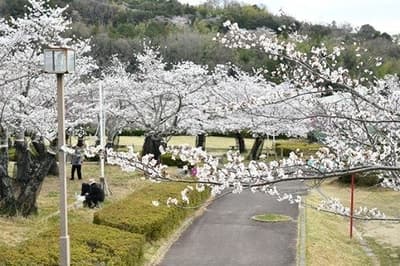 Settsu-kyo Sakura Festival Brings Day and Night Cherry Blossom Views to Takatsuki