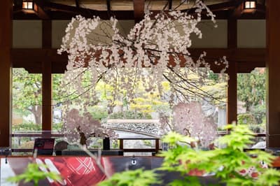 Full Bloom in Monaco — Washi Paper and Recycled Glass Cherry Blossom Installation Captures European Hearts