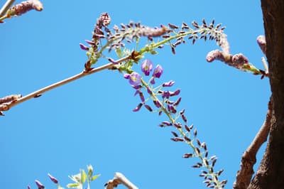 A Tale of the Wisteria — The Great Wisteria Festival 2026 Opens at Ashikaga Flower Park